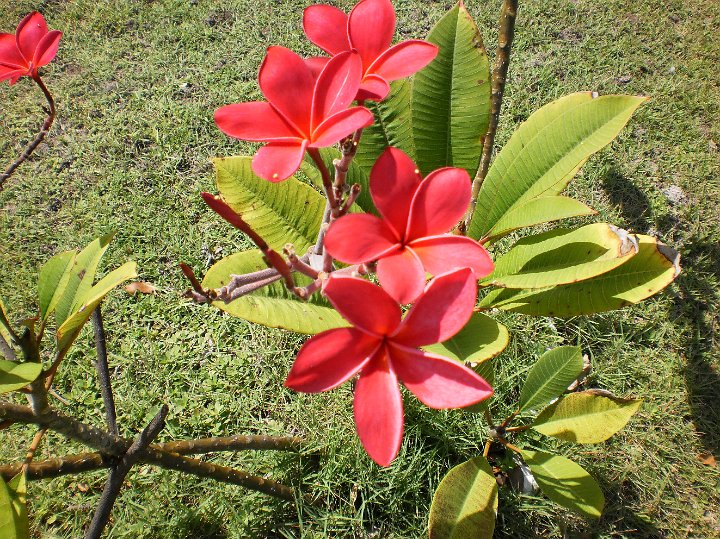 frangipani  plumeria rubra.JPG - Plumaria rubra:  Frangipani